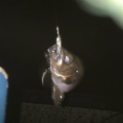 親父たちの釣行‼️