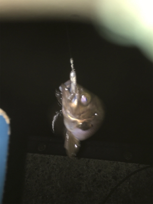 親父たちの釣行‼️