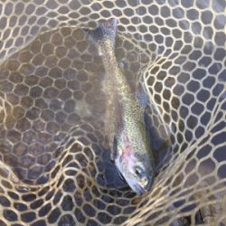 エリアトラウト