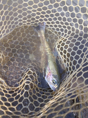 エリアトラウト