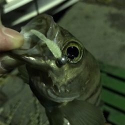 生口島ライトゲーム②