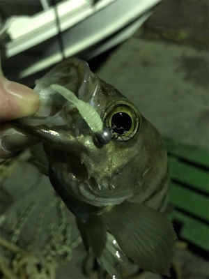 生口島ライトゲーム②