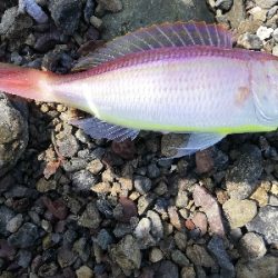 イトヨリダイ！