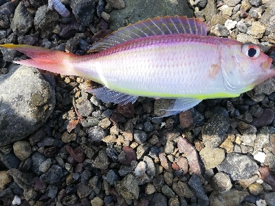 イトヨリダイ！