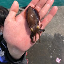 今年初アオリイカ