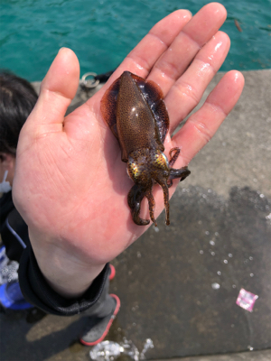 今年初アオリイカ