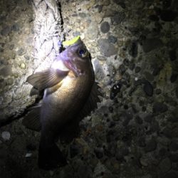 アジングの予定が