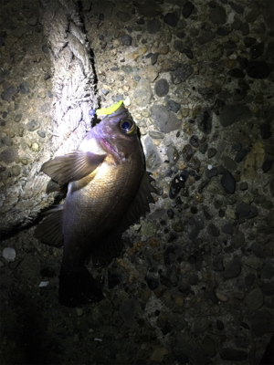 アジングの予定が