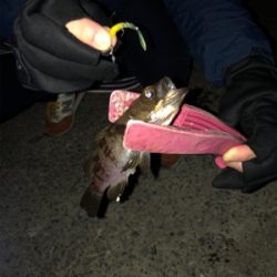 夫婦メバリング