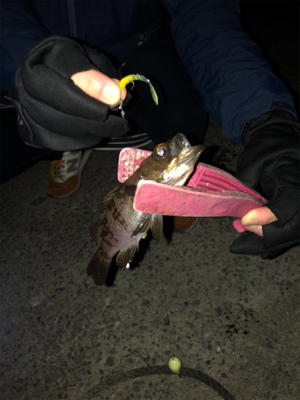 夫婦メバリング