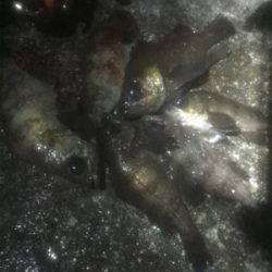 久しぶりのメバル