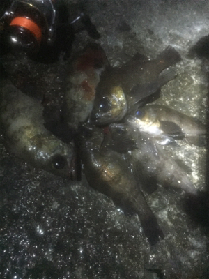 久しぶりのメバル