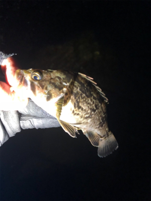 そろそろアジがいるかな〜と思って