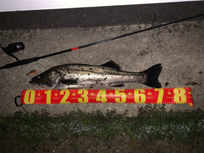 久しぶりの良型