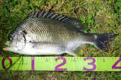 お花見前のプチチニング