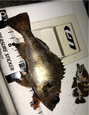 メバソイメバメバ