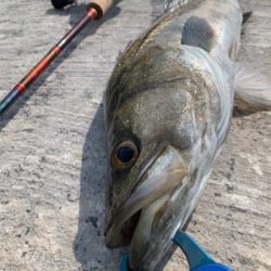 マイクロベイトよりも。