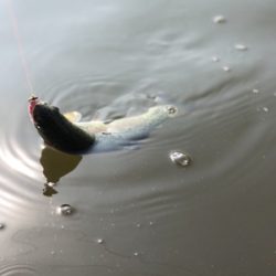 エリアトラウト