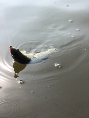 エリアトラウト