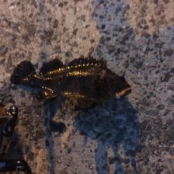 久しぶりのメバル！