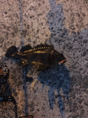 久しぶりのメバル！