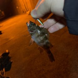 ランガンメバリング