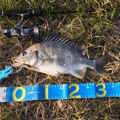 淀川ブリームゲーム もうすぐ春かな？