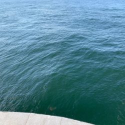 いつもので小粒シーバス