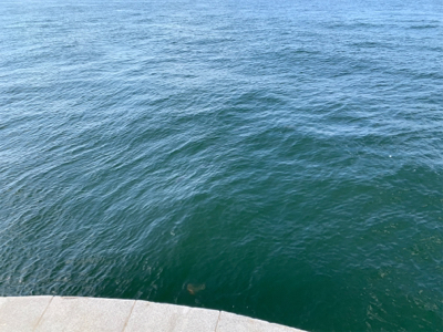 いつもので小粒シーバス