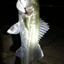 夕まずめメバリング