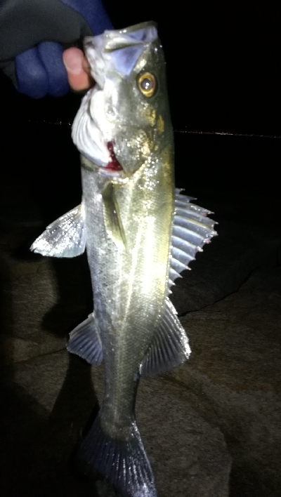 夕まずめメバリング