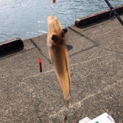 キスの投げ釣り