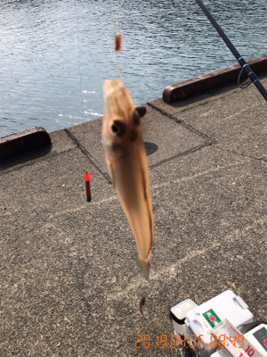 キスの投げ釣り