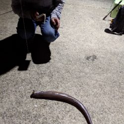 クロアナゴ大漁！笑