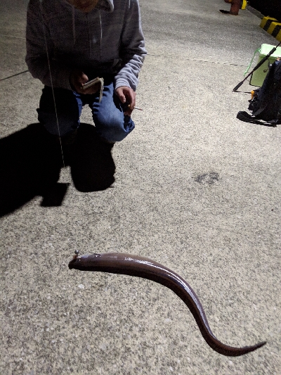 クロアナゴ大漁！笑