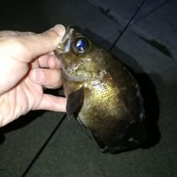 短時間メバリング