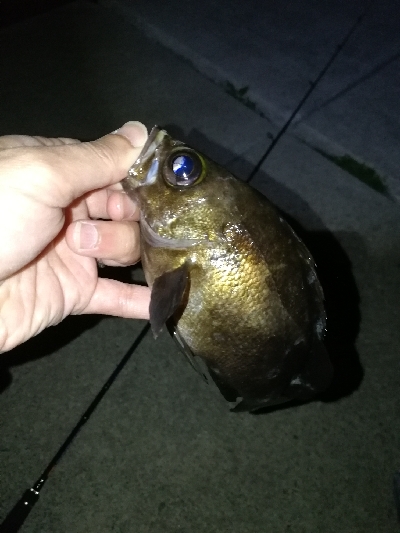 短時間メバリング