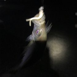 憧れの串本大島にて!