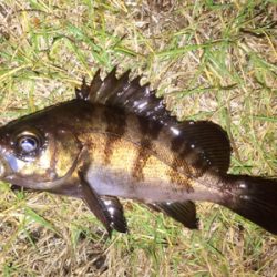 アジンガー1855〜1935