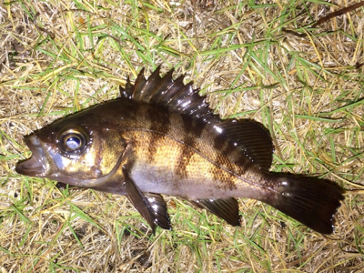 アジンガー1855〜1935