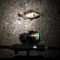 サーフメバリング