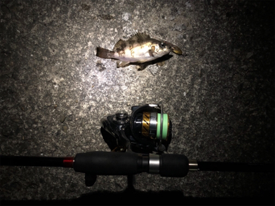 サーフメバリング