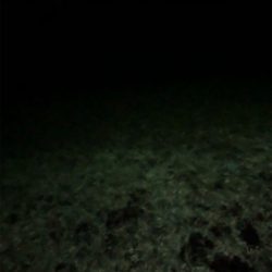 ナイトアジング