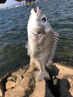 爆風黄チニング