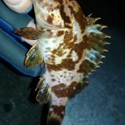 ナイトメバリング