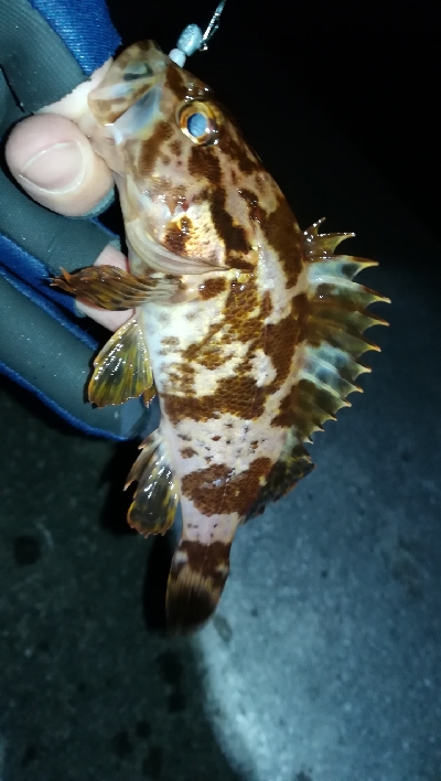 ナイトメバリング