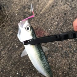 メタルジグでサバ