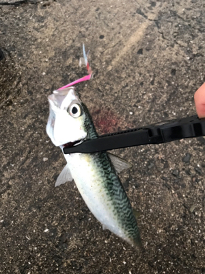 メタルジグでサバ