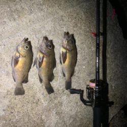 ショートバイト？