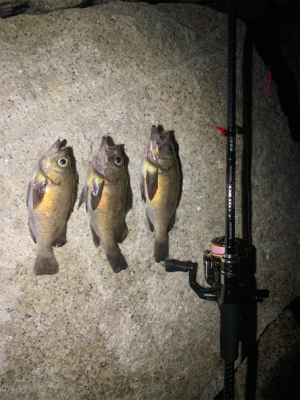 ショートバイト？